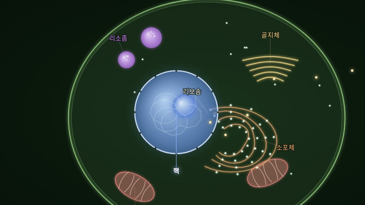 세포의 구조와 기능 시뮬레이션 — 핵·리보솜·골지체·소포체가 표시된 세포 단면